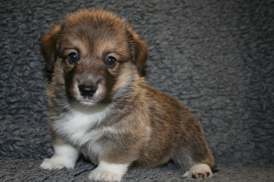 Puppies